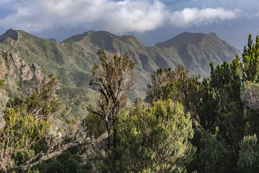 Tenerife 120 - parque rural de Anaga.jpg